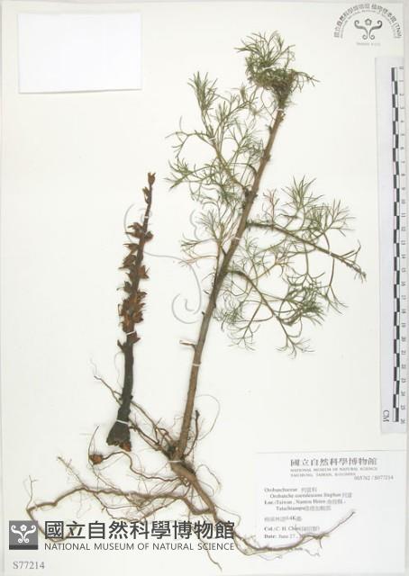 列當藏品圖，第1張