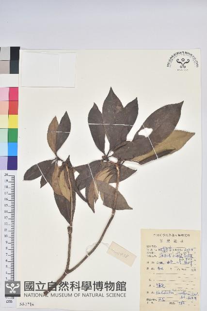 多花杜鵑藏品圖，第1張