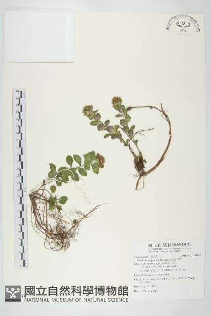 Accession Number:S126414 Collection Image, Figure 1, Total 2 Figures