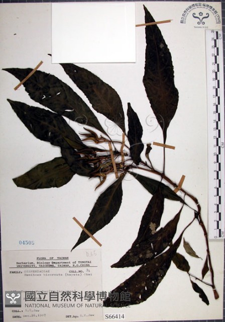 角桐草、台灣半蒴苣苔藏品圖，第1張