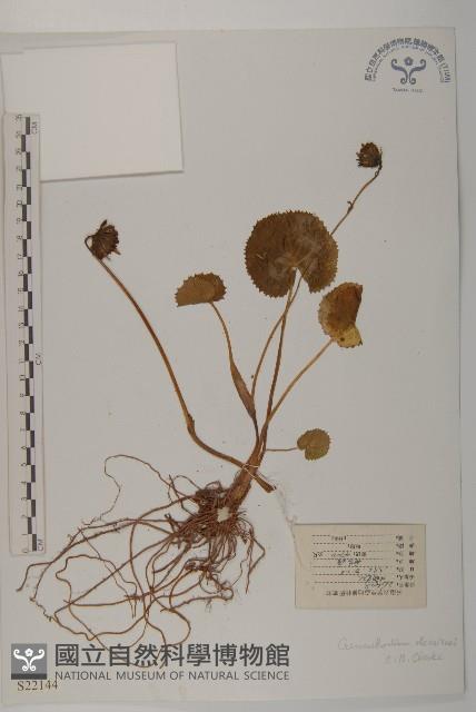 雲南金蓮花藏品圖，第1張