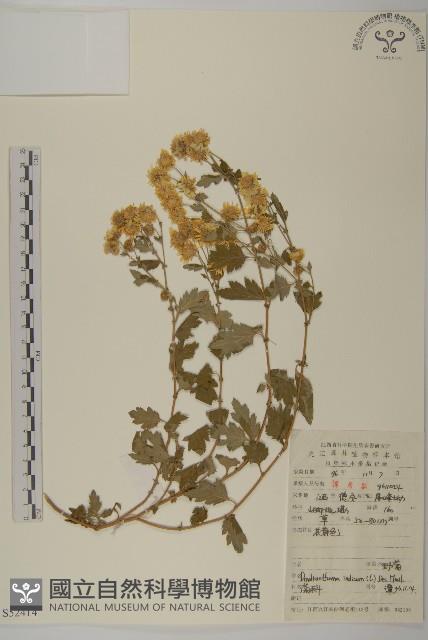油菊、野菊藏品圖，第1張