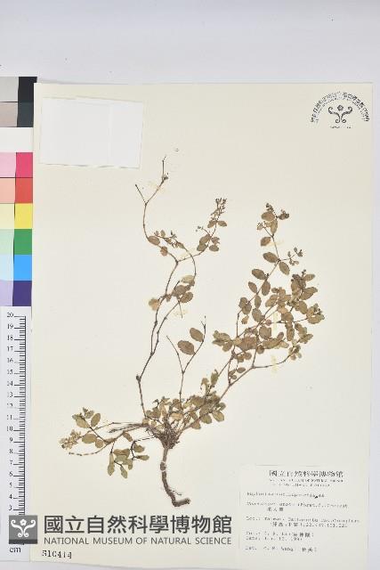 濱大戟藏品圖，第1張