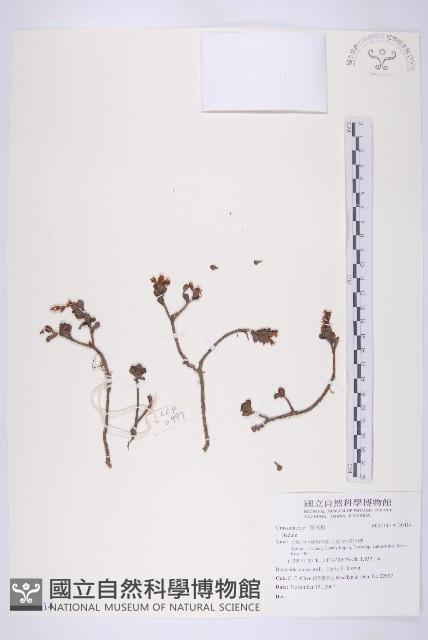 登錄號:S130414藏品圖，第1張