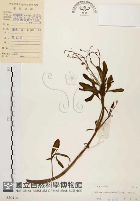 土人參藏品圖，第1張