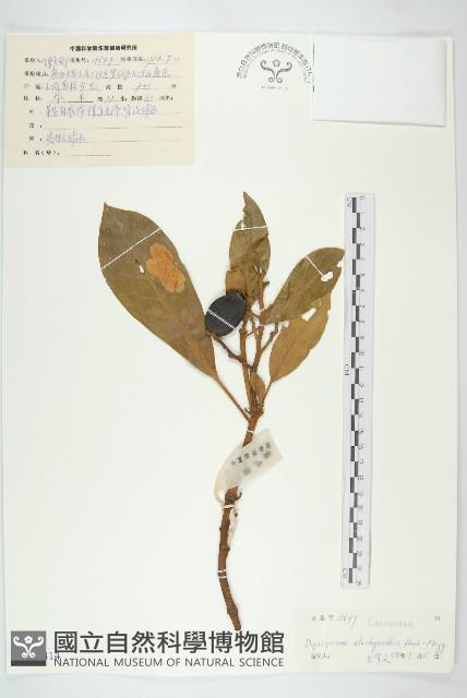 馬蹄參藏品圖，第1張