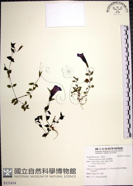 倒地蜈蚣藏品圖，第1張