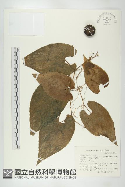 長葉赤瓟藏品圖，第1張