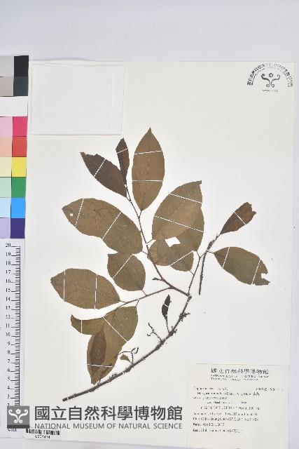 紫黃藏品圖，第1張