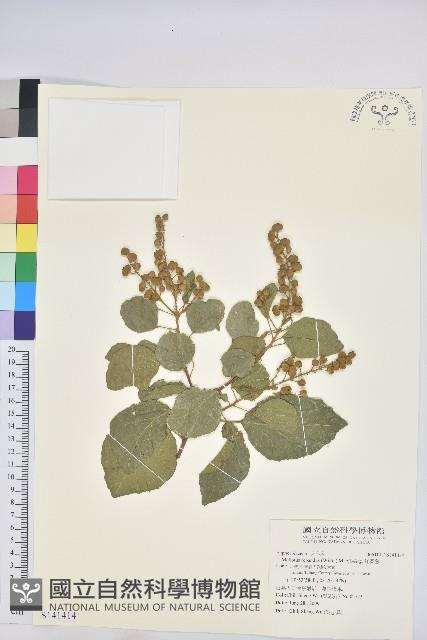 扛香藤藏品圖，第1張