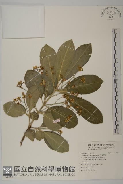 厚葉衛矛, 源一木藏品圖，第1張