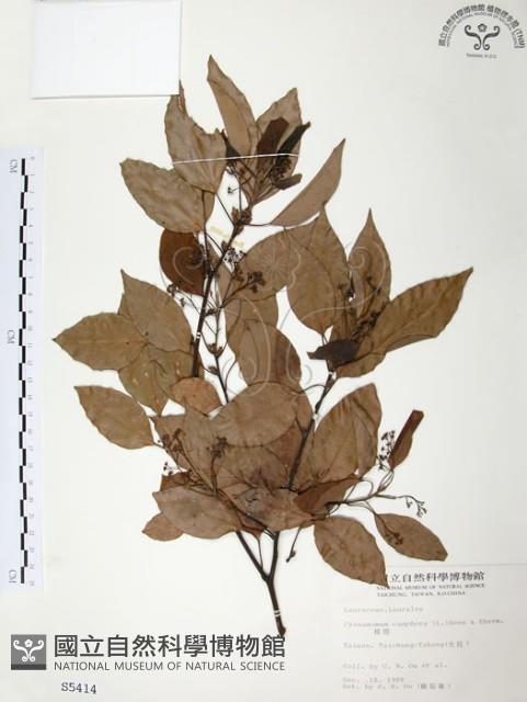 樟樹藏品圖，第1張