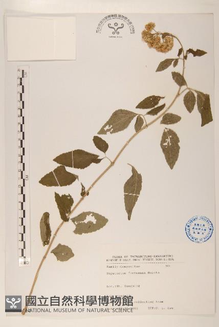 臺灣澤蘭藏品圖，第1張