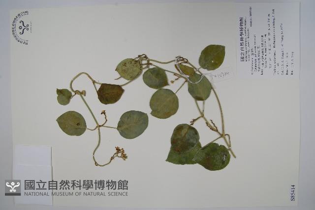 蘭嶼牛皮消、蘭嶼白薇藏品圖，第1張