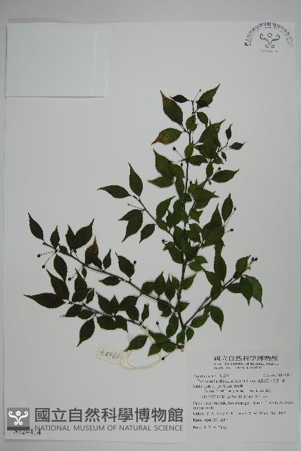 燈稱花、烏雞骨藏品圖，第1張