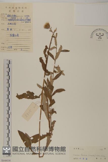 華薊藏品圖，第1張