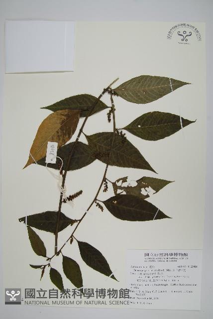 多子漿果莧藏品圖，第1張