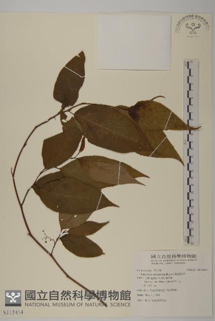 佩羅特木藏品圖，第1張