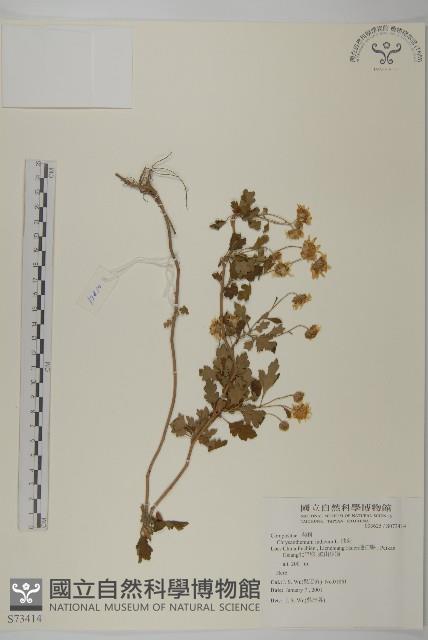 油菊藏品圖，第1張