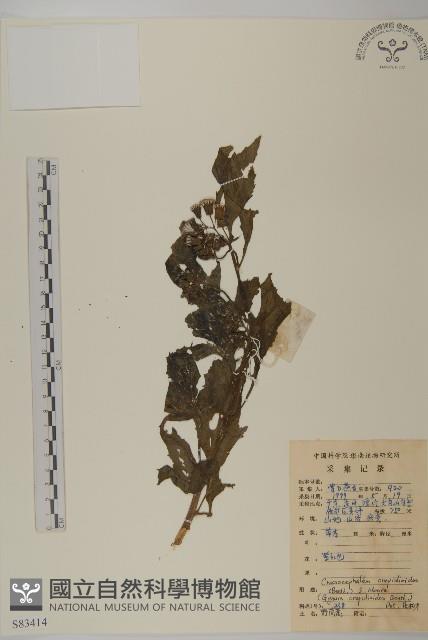 昭和草藏品圖，第1張