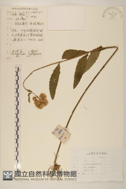 林氏澤蘭藏品圖，第1張