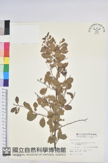 多花油柑、白仔藏品圖，第1張