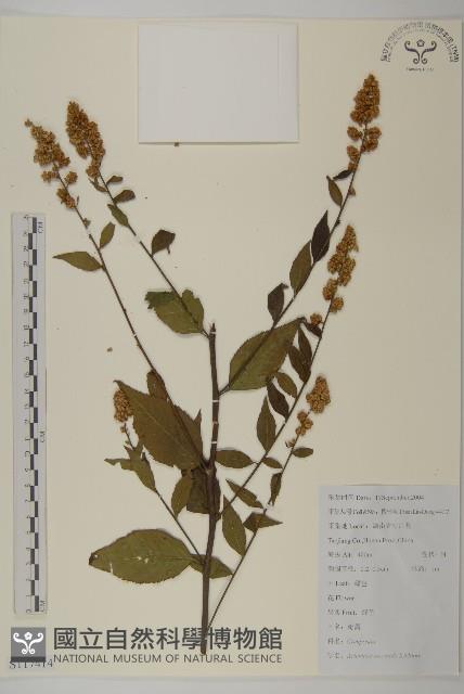 珍珠蒿、奇蒿藏品圖，第1張