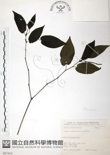 風藤藏品圖，第1張