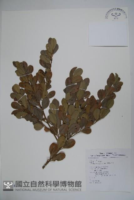 倒卵葉冬青、金平氏冬青藏品圖，第1張