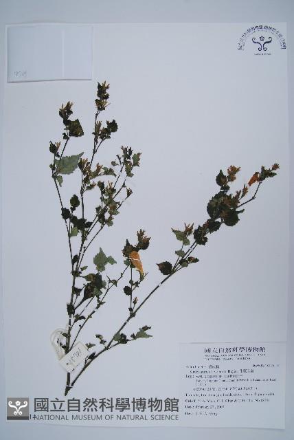 曲莖馬藍藏品圖，第1張