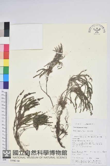 篦葉岩須藏品圖，第1張