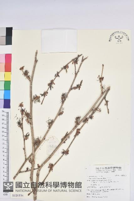 杜仲藏品圖，第1張