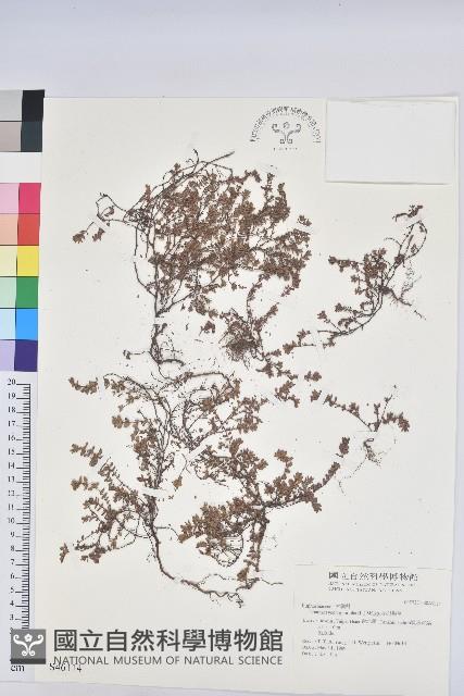 千根草藏品圖，第1張