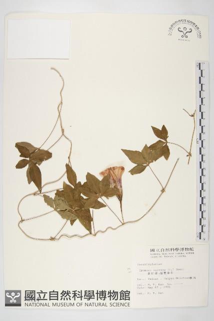 番仔藤藏品圖，第1張