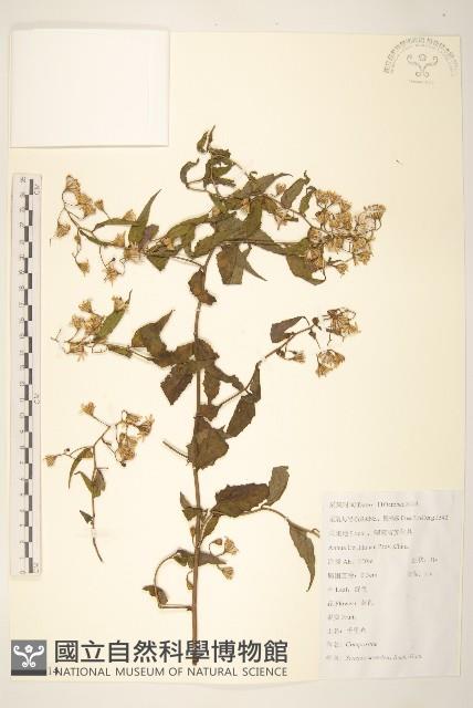 蔓黃菀藏品圖，第1張