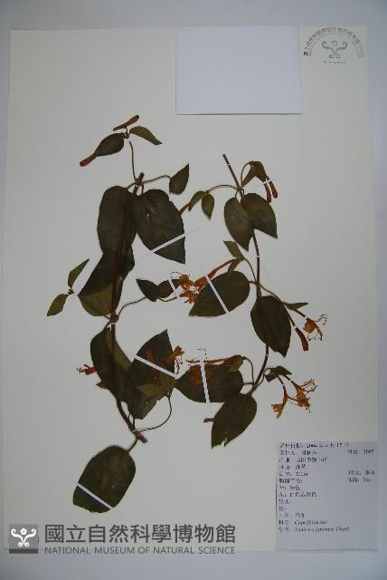 忍冬、金銀花藏品圖，第1張