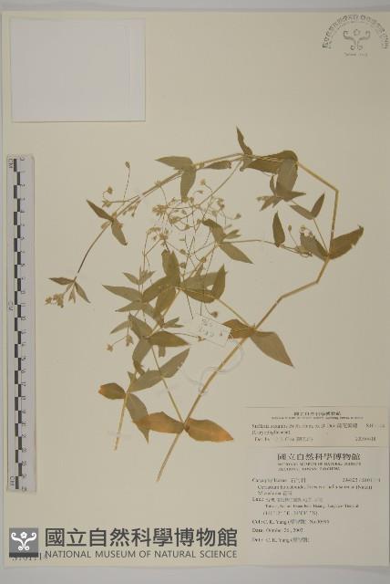 疏花繁縷藏品圖，第1張