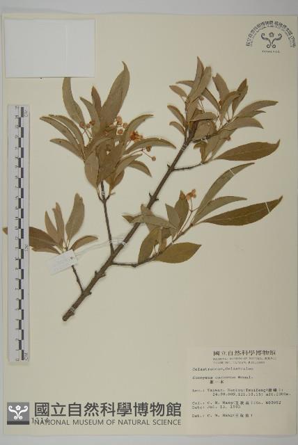 厚葉衛矛, 源一木藏品圖，第1張