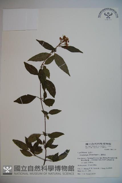 狹葉莢迷藏品圖，第1張