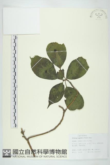 青莢葉藏品圖，第1張