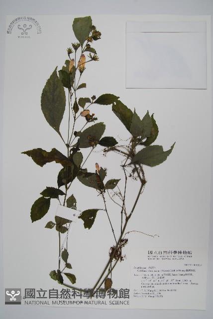 臺灣馬藍藏品圖，第1張