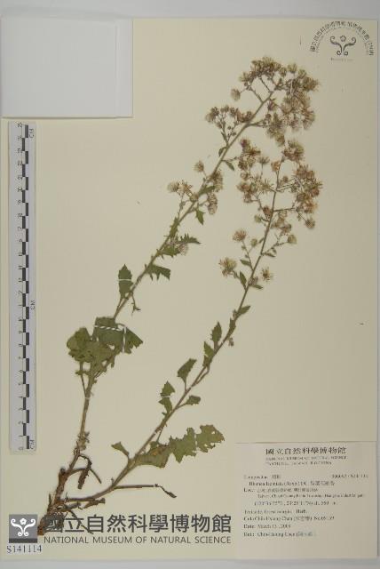 裂葉艾納香藏品圖，第1張