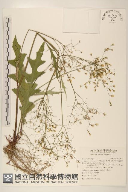 刀傷草藏品圖，第1張