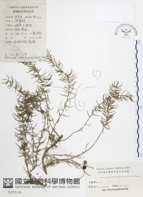 天門冬藏品圖，第1張