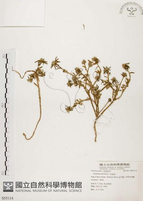 毛馬齒莧藏品圖，第1張