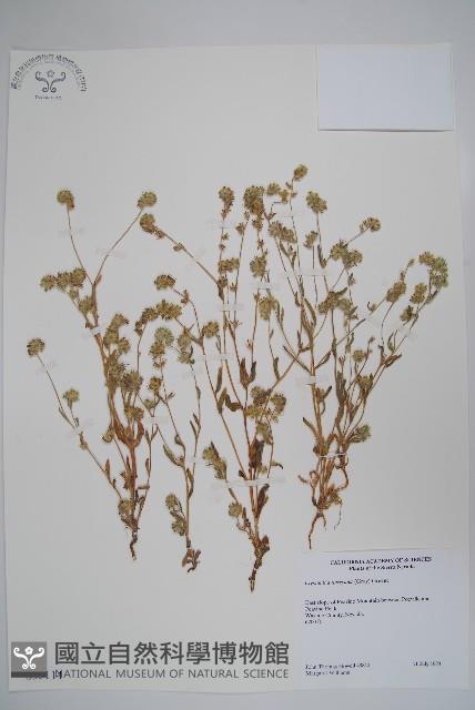 登錄號:S035114藏品圖，第1張