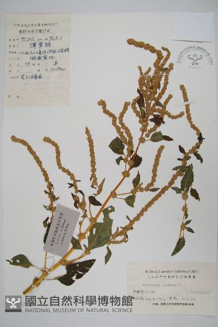 刺莧藏品圖，第1張