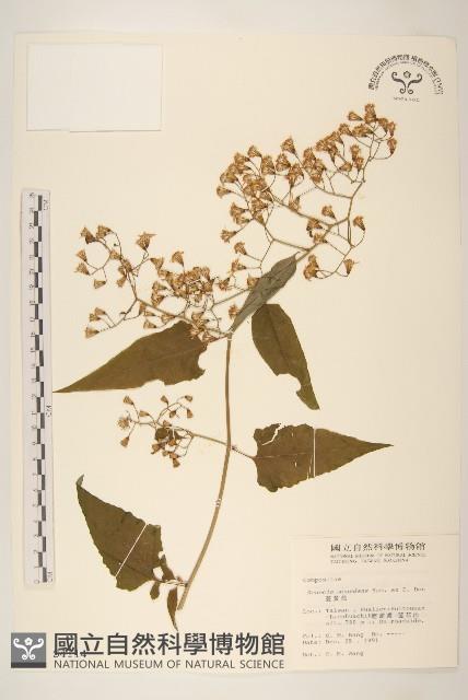 蔓黃菀藏品圖，第1張