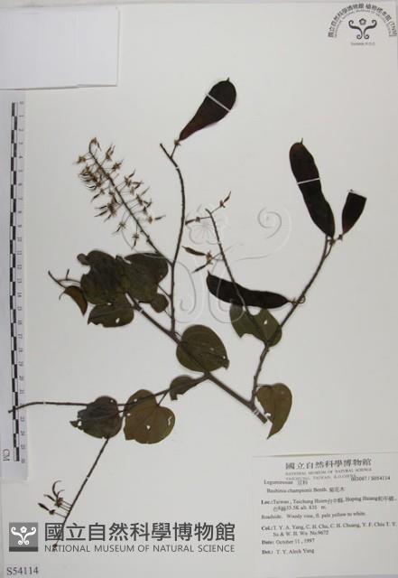 菊花木藏品圖，第1張