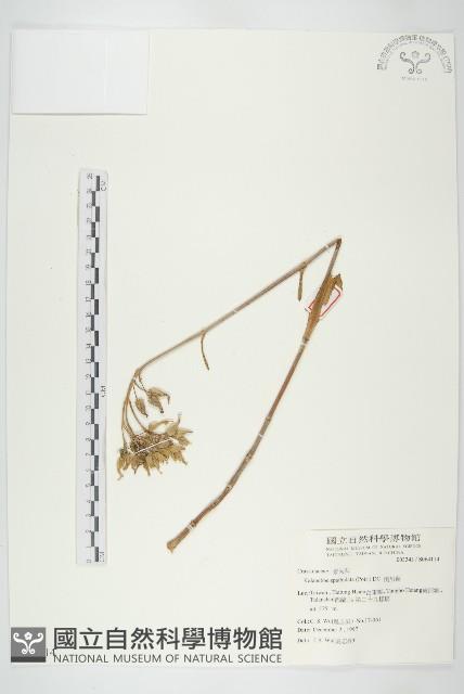 倒吊蓮、匙葉燈籠草藏品圖，第1張